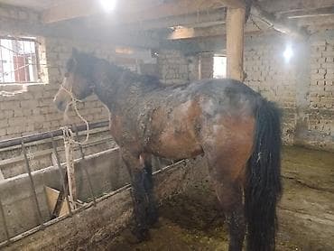 купить ослика: Продаю | Конь (самец) | Рабочий — 3