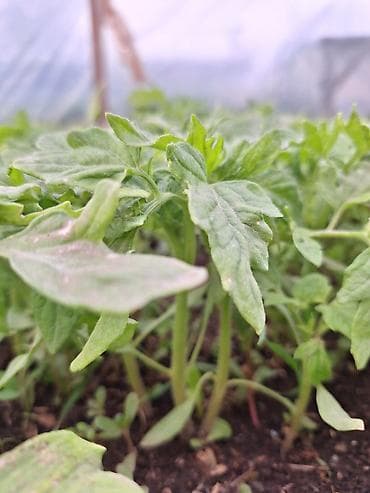 помидоры огурцы: Рассада — 1