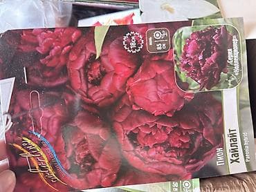 гулдор роза: Продаю луковицы Лилии, Каллы, Глодиолус, Пионы и Георгины декоративные — 10