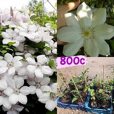 Саженцы — 9