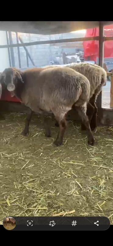 хомяк в бишкеке: Продаю | Овца (самка) | Арашан | Для разведения — 6