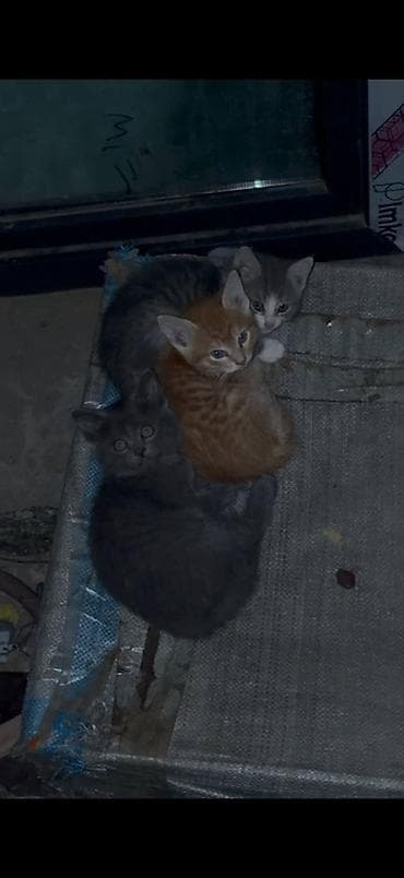 котята г ош: 🆘 Срочно ищем дом котятам 🐾 Во дворе, внутри подвала, кошка родила — 3