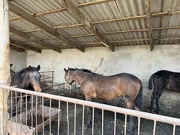 золотая шиншилла кошка цена: Продаю | Жеребец | Рабочий — 7