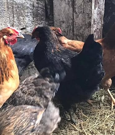 клетка для перепел: Продаю | Куры, Петух, Цыплята | Домашняя, Кучинская | На забой, Для разведения, Несушки — 5