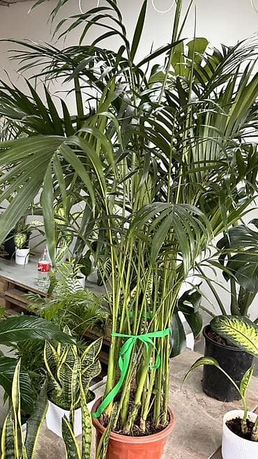 пальма: Ховея Форстера (Howea forsteriana, кентия) — эффектная комнатная — 3