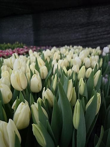 семена тюльпанов оптом: Тюльпаны оптом от производителя. Местная теплица, без посредников — 3