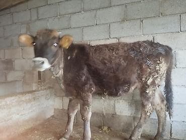 алабай щенок: Продаю | Бык (самец) | На откорм | Привязанные — 4