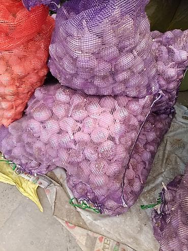 чеснок майский: Чеснок Оптом — 5