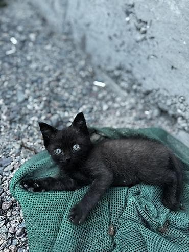 Кошки: Кошка даром: Беспородная, 2 месяца, Мальчик — 2