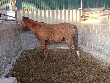 продаю конь: Продаю | Кобыла (самка) | Для разведения — 10