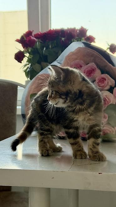 русская дымчатая кошка: Скотиш Страйт (Шотландская прямоухая), 2 месяца, Девочка, Приучена к лотку, Проглистована, С документами — 7