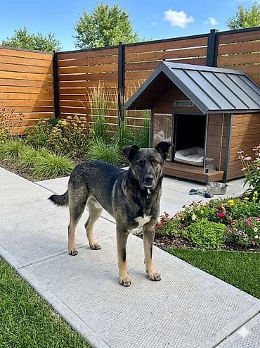 бельгийска овчарка: Бельгийская овчарка, 4 года, Самец, С прививкой — 1