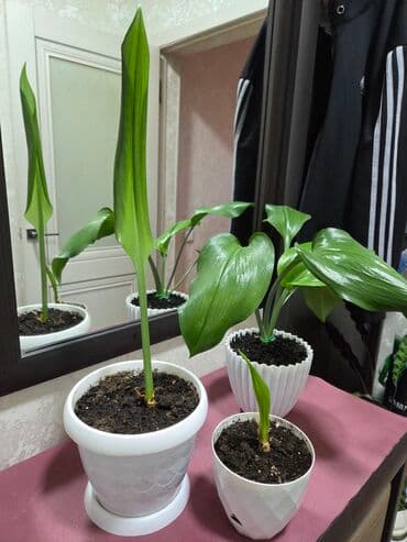 пшеница буудай: Эухарис (амазонская лилия) — комнатное луковичное растение с крупными — 12