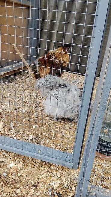 Продаю | Куры | Для разведения