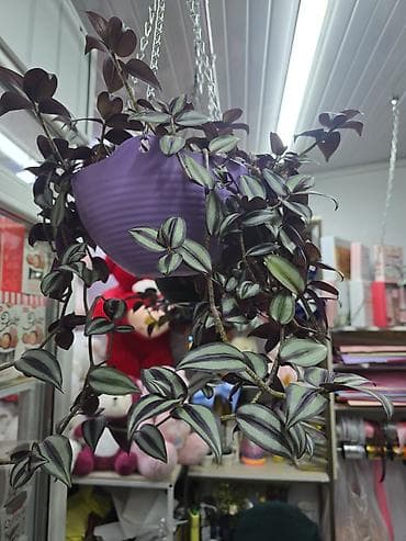 домашний цветы: Традесканция зебрина (Tradescantia zebrina) в кашпо. - Ампельное — 4