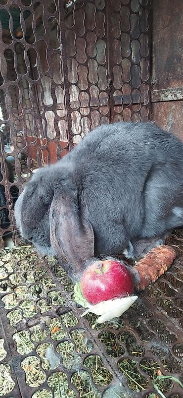 цыплята каракол: Продаю | Крольчиха (самка), Кролик самец | На забой, Для разведения — 2