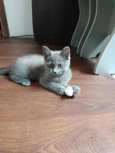 кошка серый: 3 месяца, Девочка, Серый, Приучена к лотку — 6