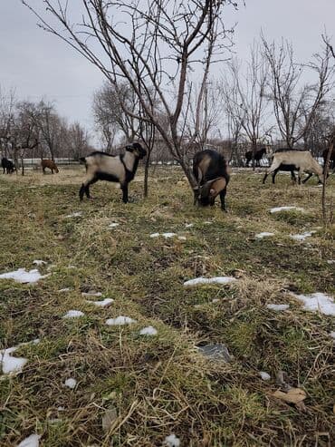 Ковролин: Продаю | Козёл (самец) | Для разведения | Племенные — 8