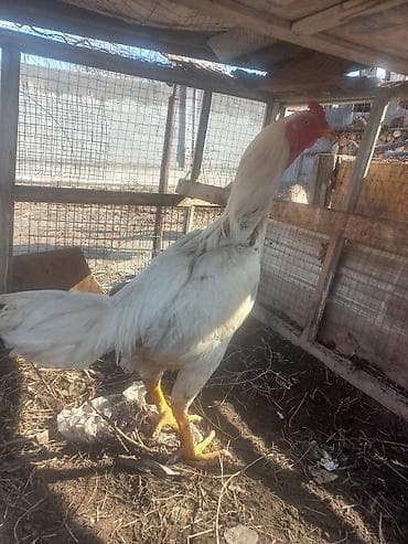 бычки бука: Продаю | Петух | Бойцовая | Для разведения — 3