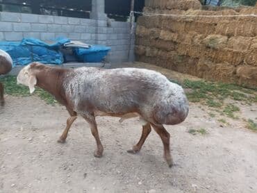 лысый кошка: Продаю | Овца (самка) — 7