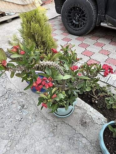 Молочаи: Молочай Милля (Euphorbia milii) в горшке - Компактный кустарник с — 2