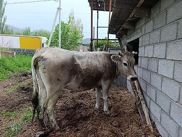 Продаю | Корова (самка) | Для молока