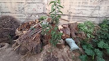 колотые дрова: Дрова Самовывоз — 1