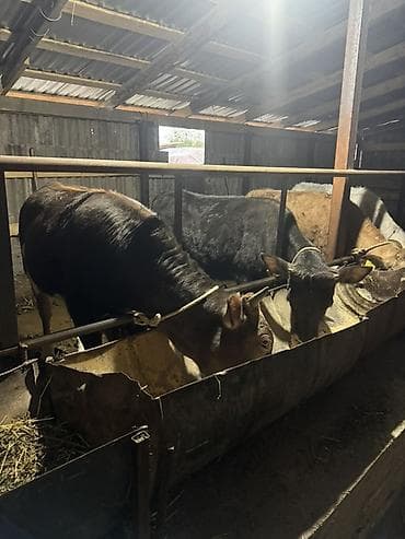 сазан живой: Продаю | Тёлка | Полукровка | На откорм | Привязанные — 2