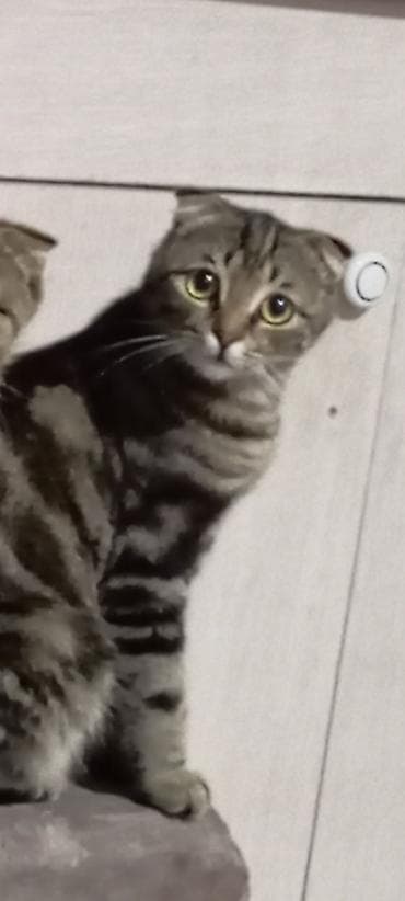 коротколапые котята: Пропала : Скотиш Фолд (Шотландская вислоухая), Мальчик — 1