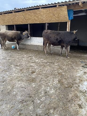 продаю шерсть: Продаю | Корова (самка) | Алатауская | Для молока | Привязанные — 5