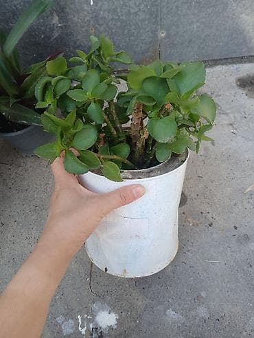 каланхоя: 3 горшка за 500сом кислица идекабрист в одном горшке, традесканция рео — 4