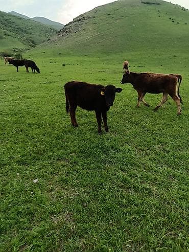 по карова: Продаю | Музоо, торпок | На откорм — 8