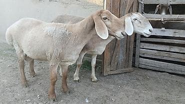 кукуруза качан: Продаю | Овца (самка) | Арашан | Для разведения | Племенные — 2