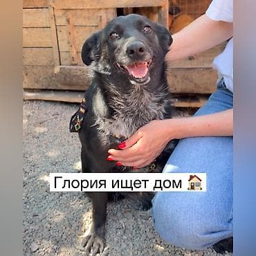 Иттер: Ит бекер берилет: Жөнөкөй ит, 5 жаштан жогору, Ургаачы, Эмделген — 1