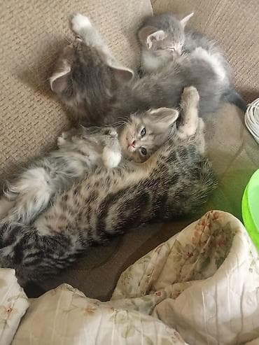 Животные: Котята, домашний помёт. - Окрас: классический табби — 1