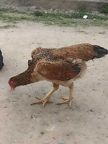 жаны асый: Сатам | Тооктор | Тебиштирүүчү | Көбөйтүү үчүн — 3