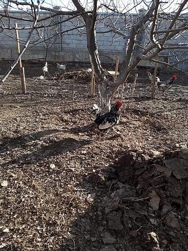 куры простые: Продаю | Петух | Для разведения — 4