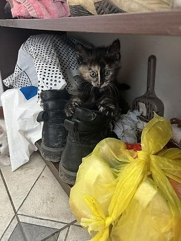 Котята домашние - Пушистые малыши, 3 шт 2 белый 1 черный пятнистый