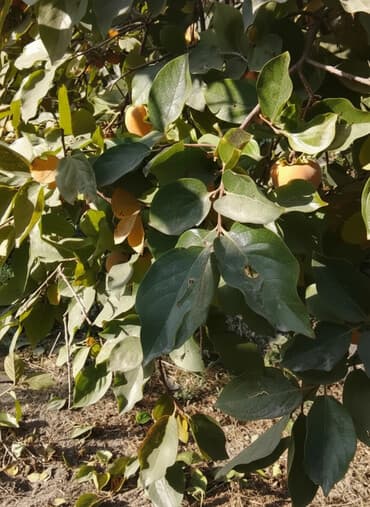 Хурма в ящиках - Сорт: хурма лепешка (не вяжет при полной