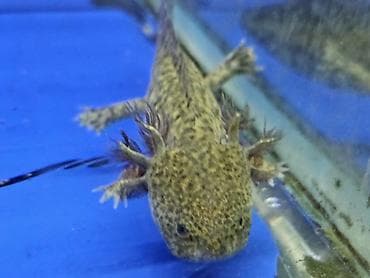 купить аксолотль: Аксолотли. (лунтики). Д омашние аквариумные питомцы. температура — 5