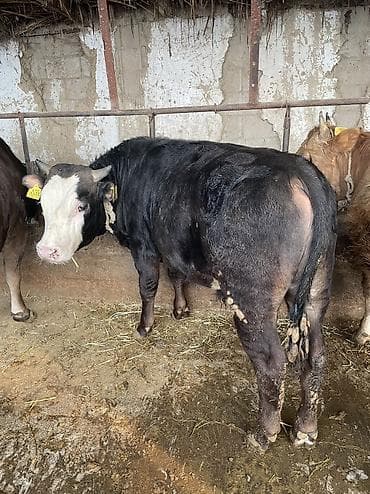 Баран, овца: Продаю | Бык (самец) — 2