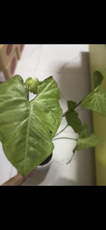 алоэ комнатный цветок: Сингониум (Syngonium podophyllum) в декоративном белом горшке с — 4