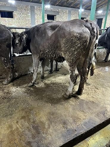 дамашный курица: Продаю | Корова (самка) | Для разведения — 2