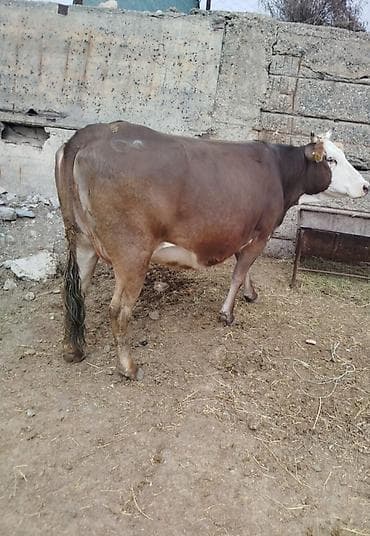кара балта каровы: Продаю | Корова (самка) | Для молока | Привязанные — 3