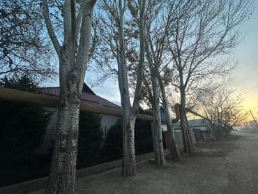 набор инструментов бишкек цена: Дрова Тополь, Самовывоз — 1