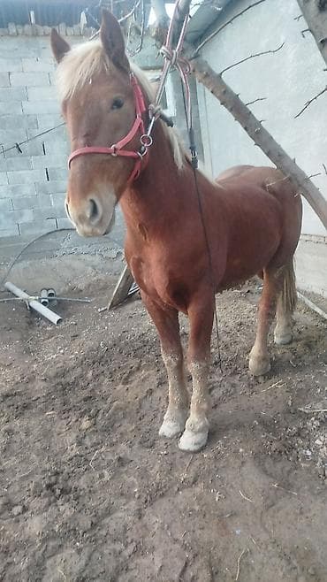 шпиц цены: Жазга Бышты 3 жаш болот бою 163 колго жоош минги баасы 250мин сом — 5