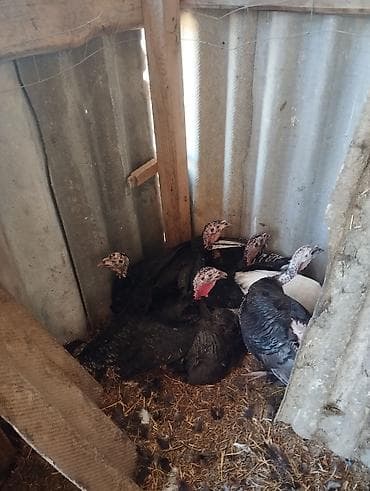 птица фабрика: Продаю | Индюшка (самка) | Полукровка | Для разведения — 4