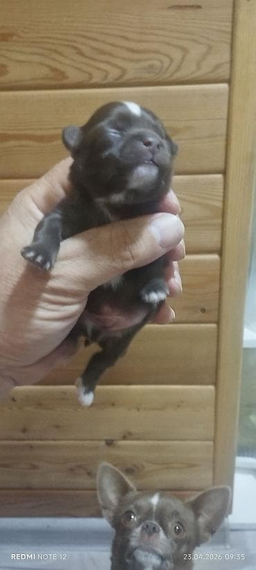 чихуахуа щенки: Продаётся щенок порода чихуахуа. Родители с родословной — 4