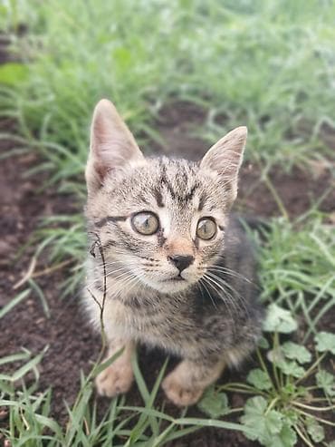 трехцветная кошка купить: Котёнок, тигровый окрас (серо-коричневый табби) с выразительными — 2