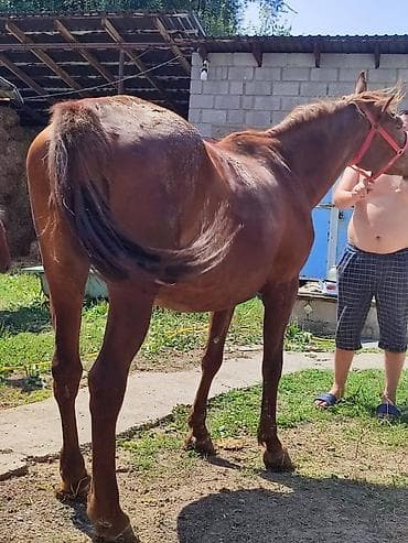 лошадь пони: Продаю | Кобыла (самка) — 8